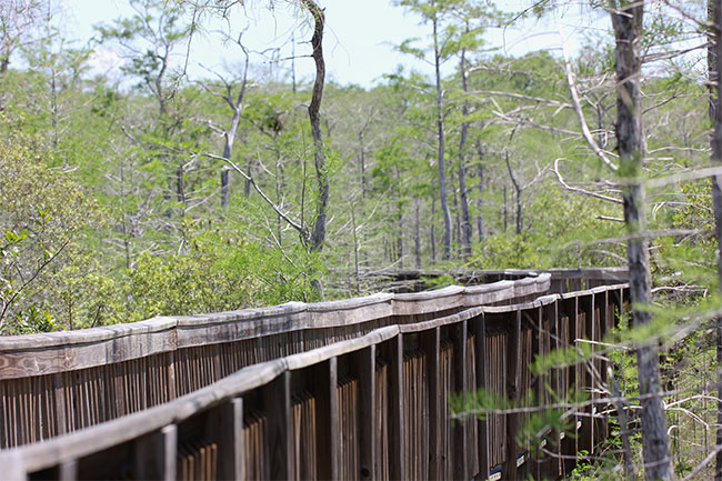 Landscape architecture and garden design in Fort Lauderdale, Miami, Boca Raton and Palm Beach