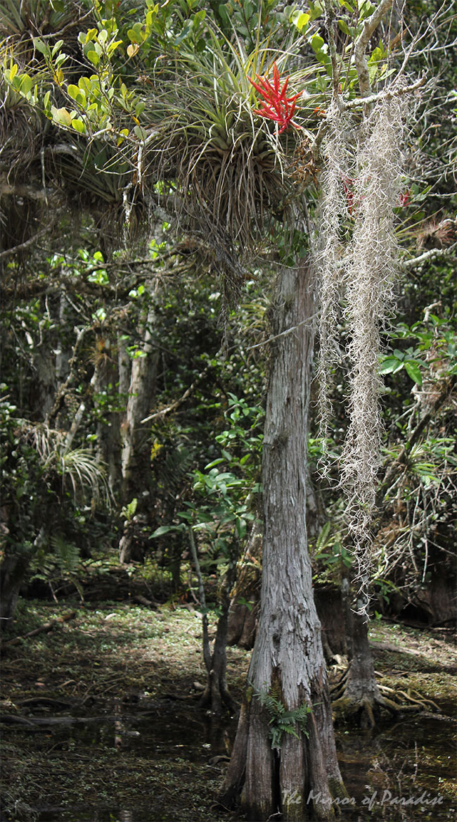 Landscape architecture and garden design in Fort Lauderdale, Miami, Boca Raton and Palm Beach