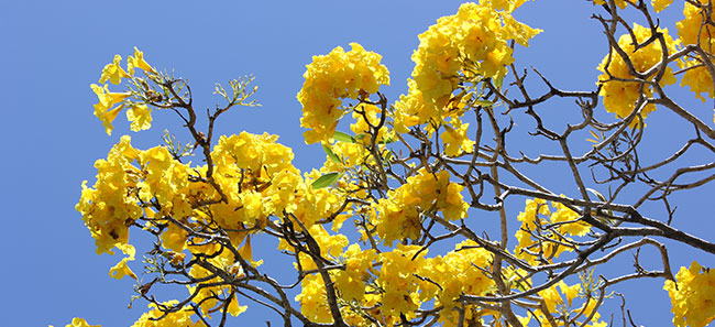 Landscape architect in Fort Lauderdale, Miami, Boca Raton, and Palm Beach