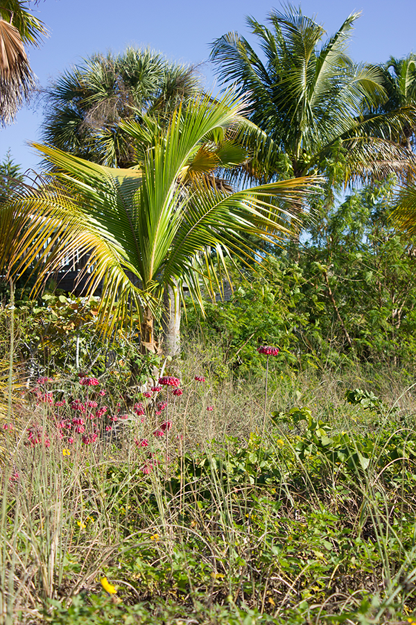Landscaping and garden ideas in South Florida
