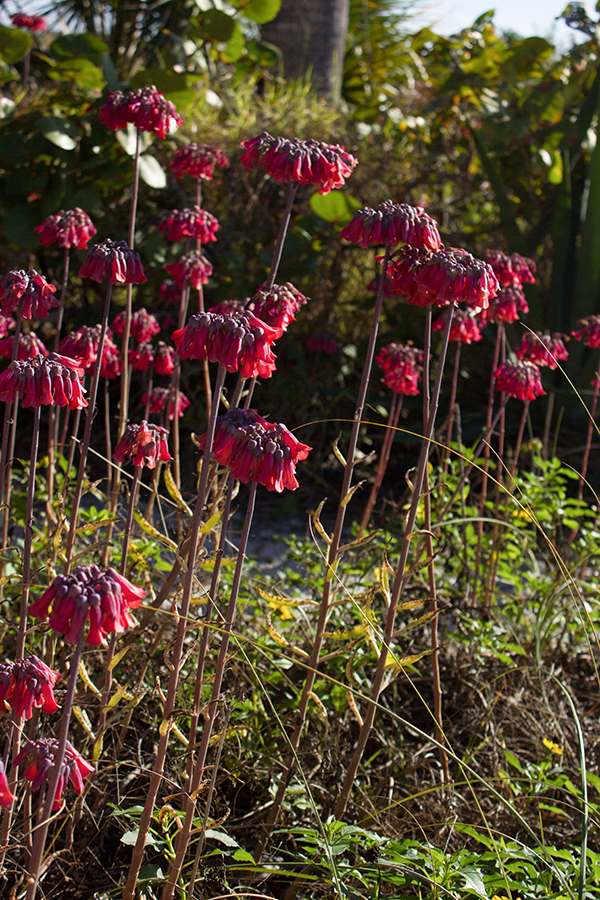 Landscaping and garden ideas in South Florida