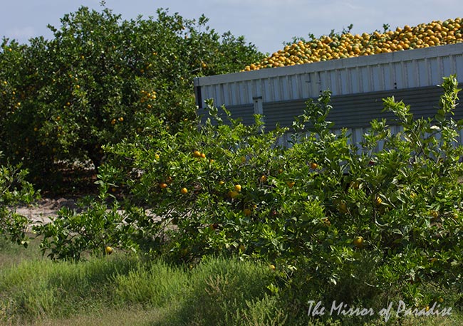 Landscape architecture and garden design in Fort Lauderdale, Florida